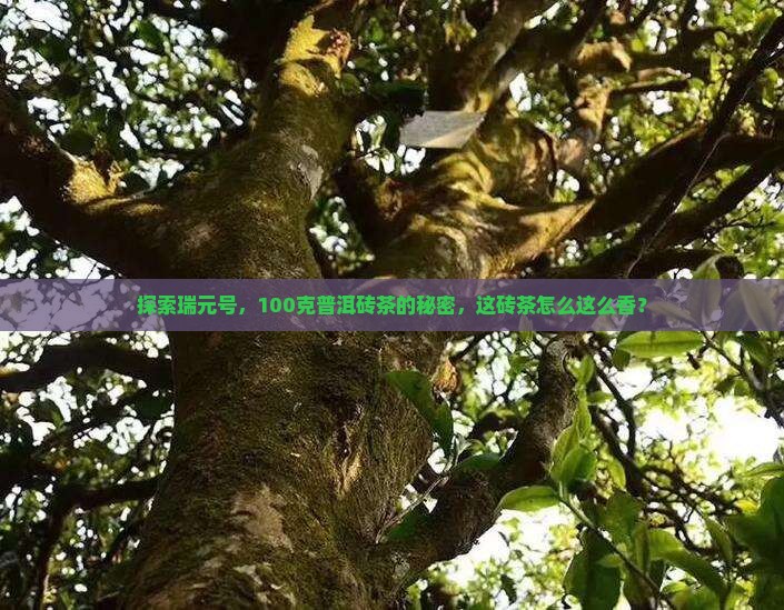 瑞元号普洱茶100克砖茶