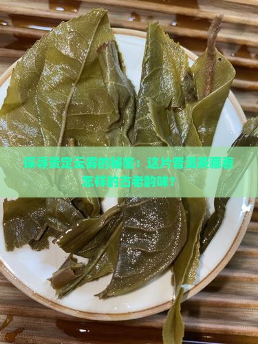 贵定云雾普洱茶