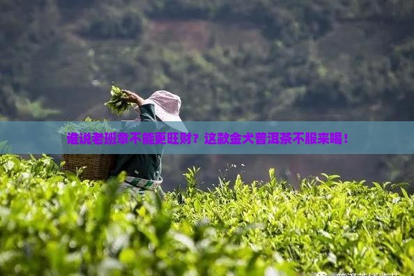 金犬旺财老班章普洱茶