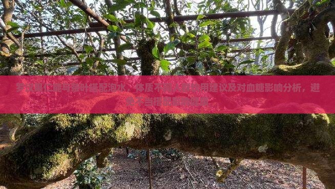 罗汉果仁能和茶叶一起泡吗