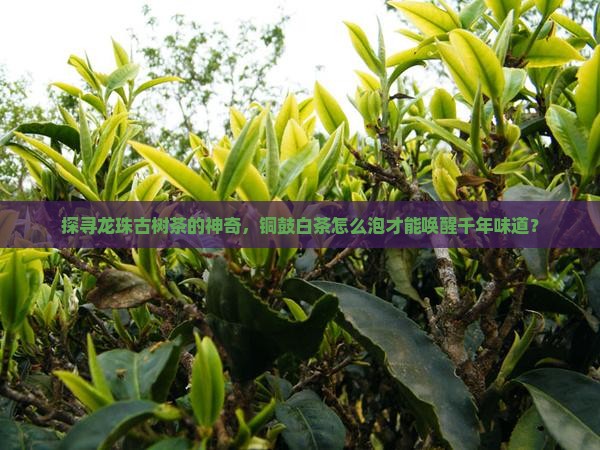 龙珠古树茶铜鼓白茶泡发