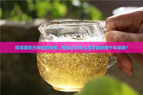 龙珠古树茶铜鼓白茶泡发