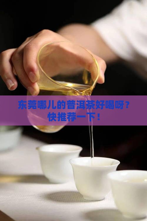 东莞普洱茶哪家好喝点的