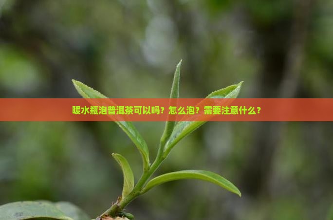 暖水瓶泡普洱茶可以吗怎么泡