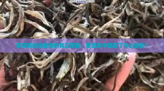 普洱茶越泡越苦