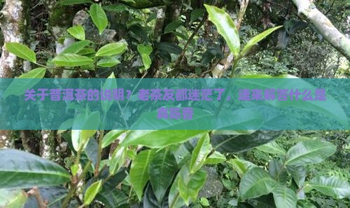 关于普洱茶的说明