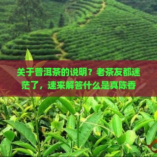 关于普洱茶的说明