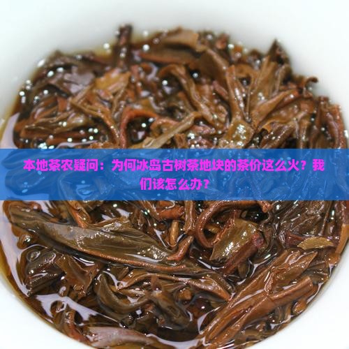 冰岛地界古树茶地块