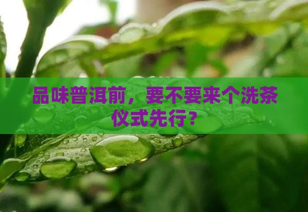普洱茶喝时用洗茶吗