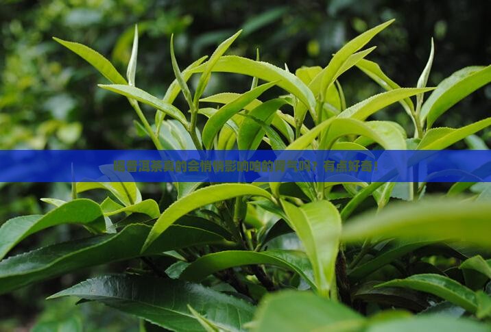 喝普洱茶跟肾气有关吗