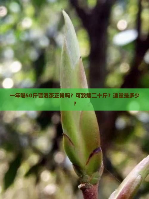 一年喝50斤普洱茶