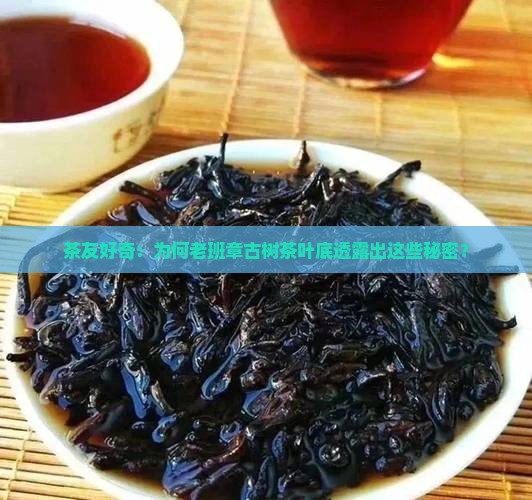 老班章古树茶的叶底