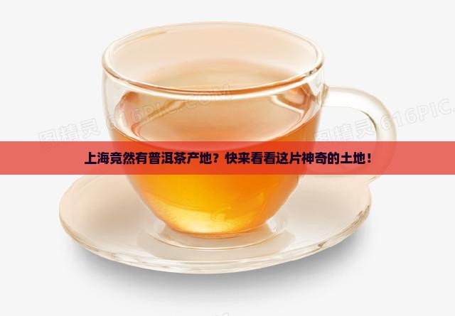 上海普洱茶产地