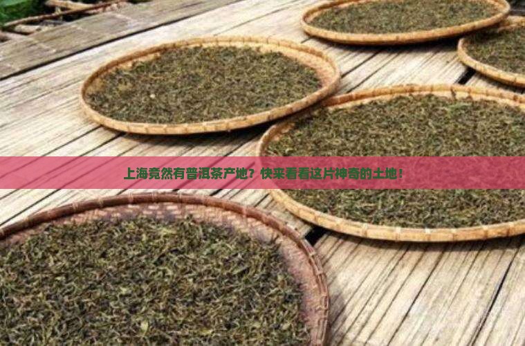 上海普洱茶产地