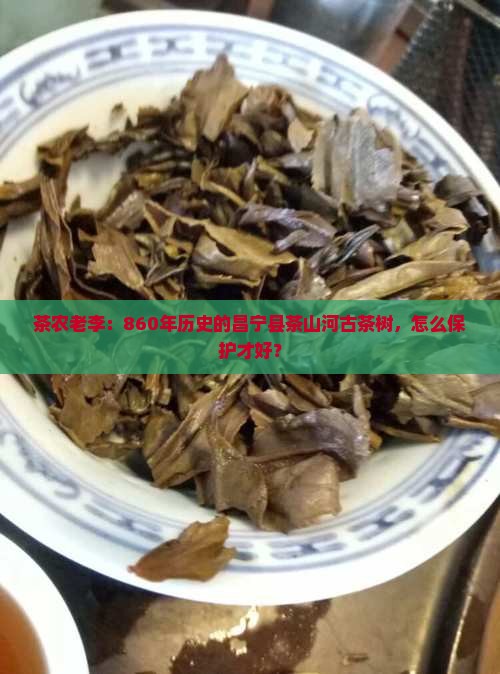 昌宁县茶山河古茶树