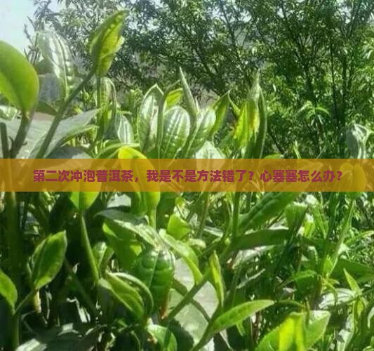 普洱茶第二次冲泡