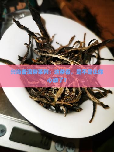兴海普洱茶系列
