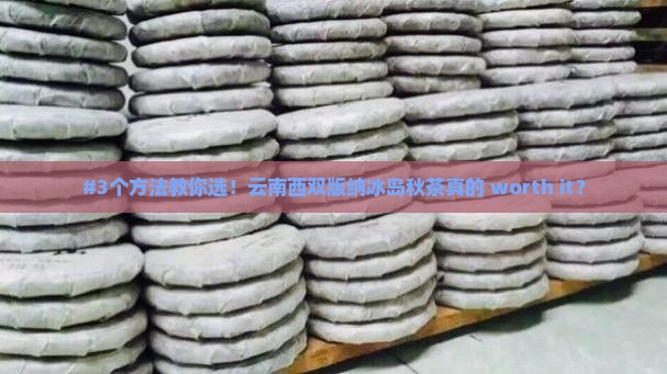 云南西双版纳冰岛秋茶