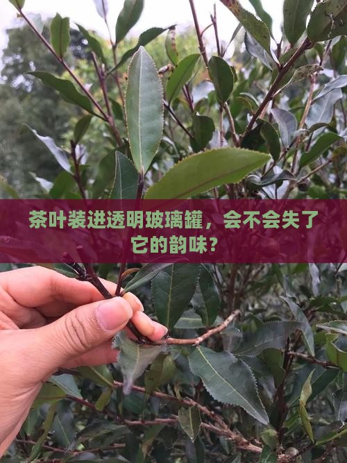透明玻璃罐可以放茶叶吗