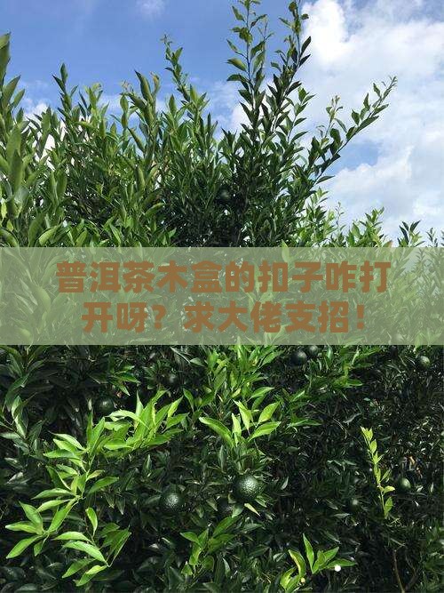普洱茶木盒扣子怎么开口