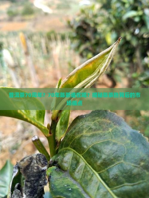 普洱茶70周年