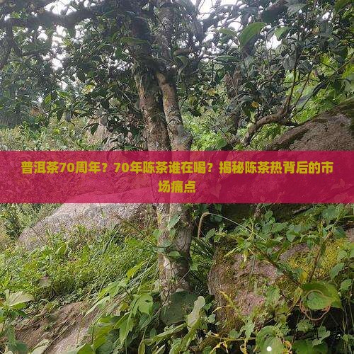 普洱茶70周年
