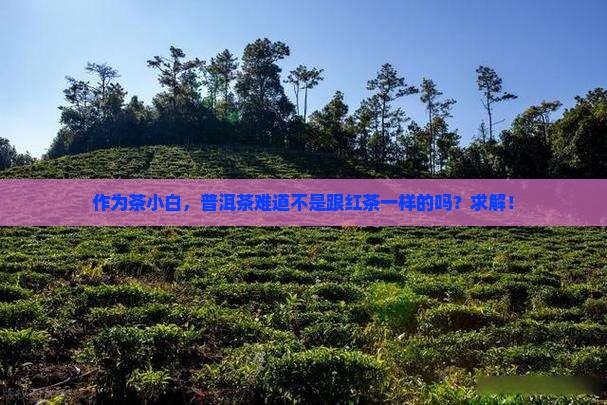普洱茶也是红茶吗