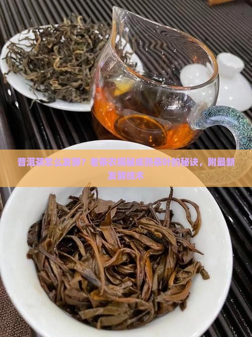 普洱茶怎么发酵成熟的茶叶