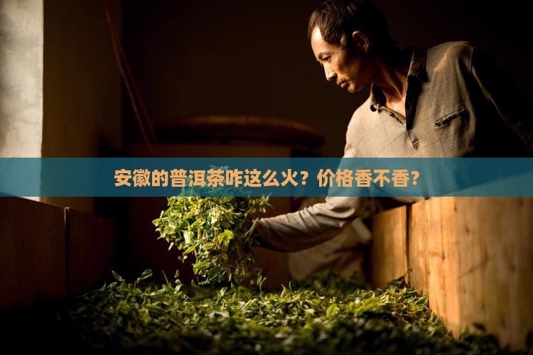 安徽普洱茶价格供应