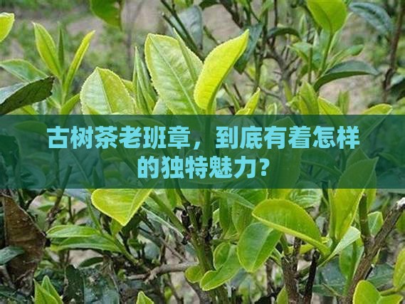 古树茶老班章怎么样