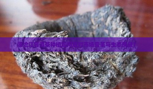 澜沧江普洱茶种植