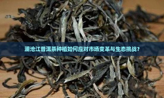 澜沧江普洱茶种植