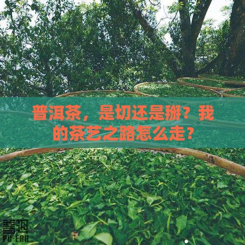 普洱茶切还是掰