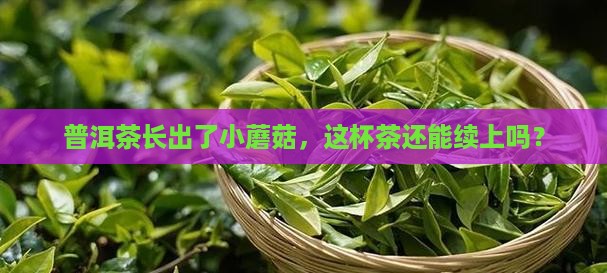普洱茶发霉味还能喝吗