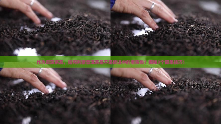 什么普洱茶是老茶类的茶