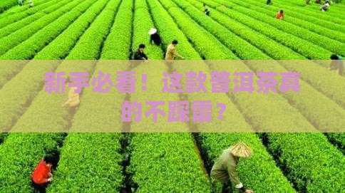 最适合新手喝的普洱茶