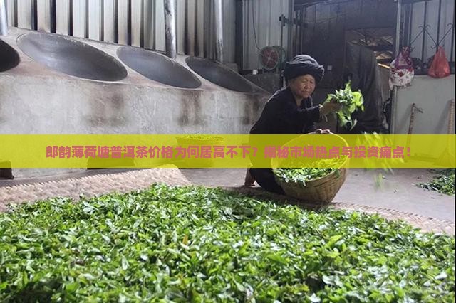 郎韵薄荷塘普洱茶价格