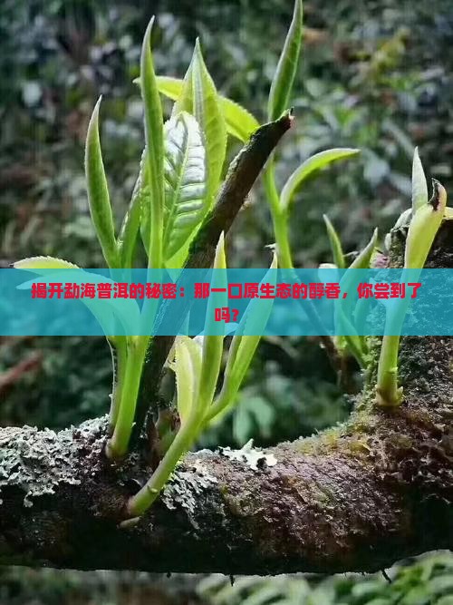 普洱茶勐海之味
