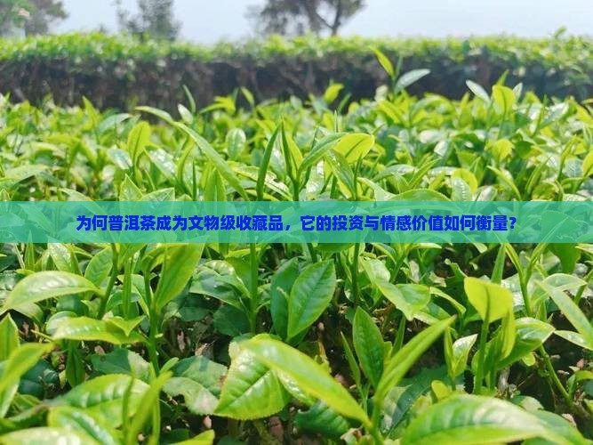 普洱茶为什么是文物