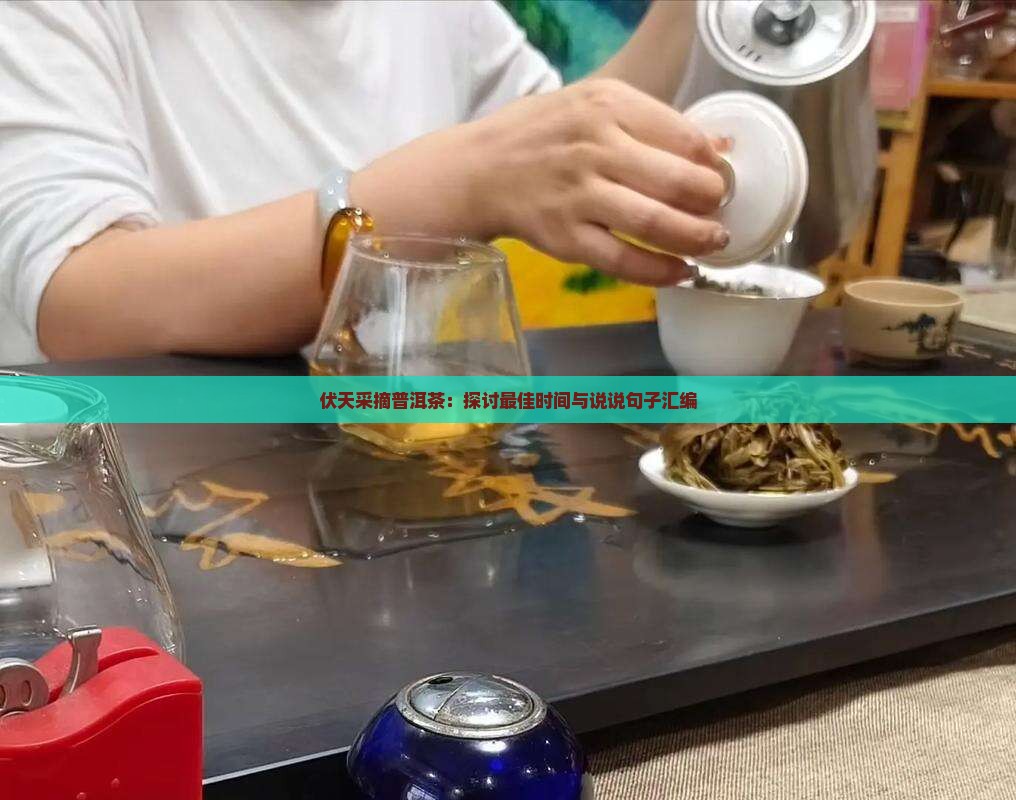 伏天采摘普洱茶