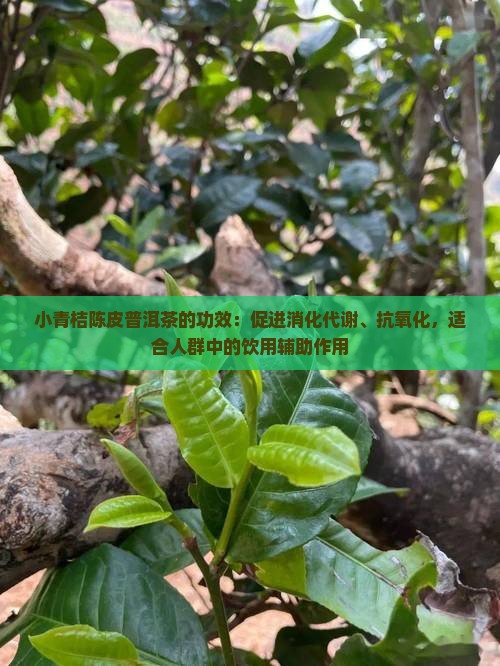 小青桔橙皮普洱茶的功效