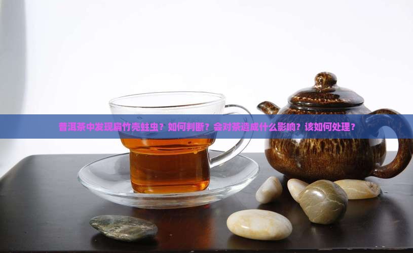 普洱茶扁竹壳蛀虫