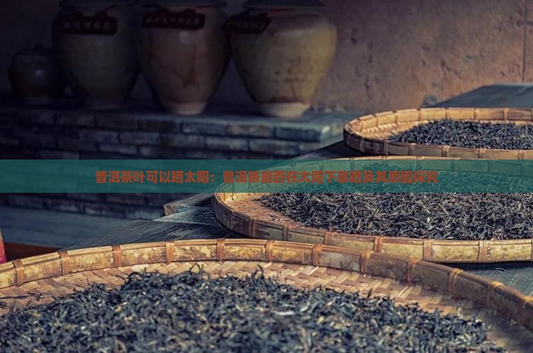 普洱茶叶可以晒太阳