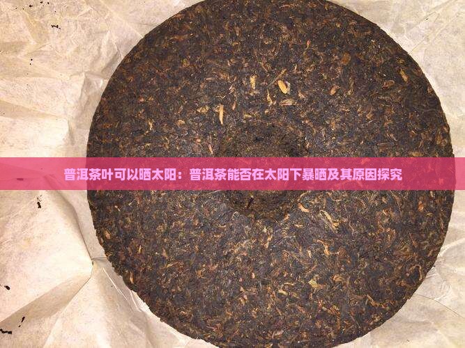普洱茶叶可以晒太阳