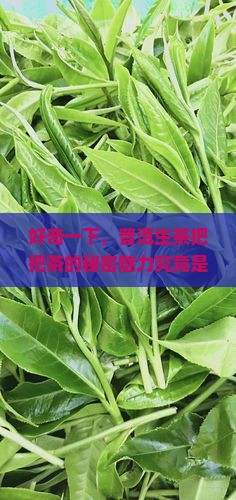 普洱生茶把把茶