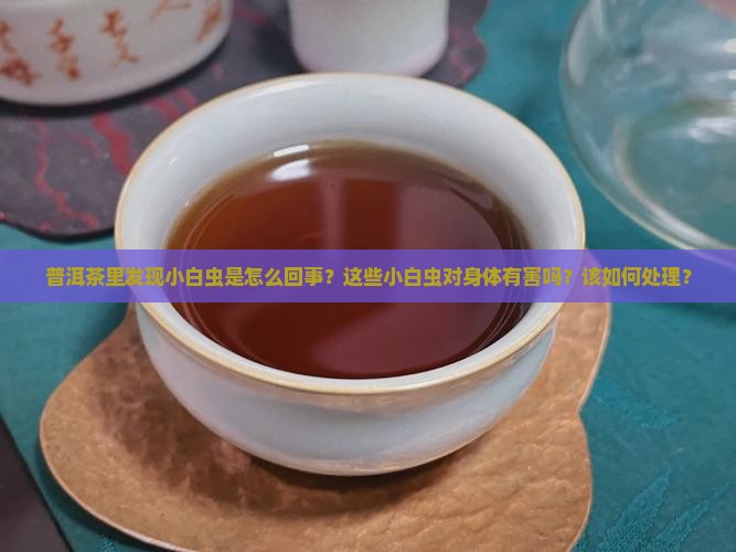普洱茶里小白虫