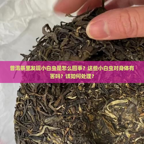普洱茶里小白虫