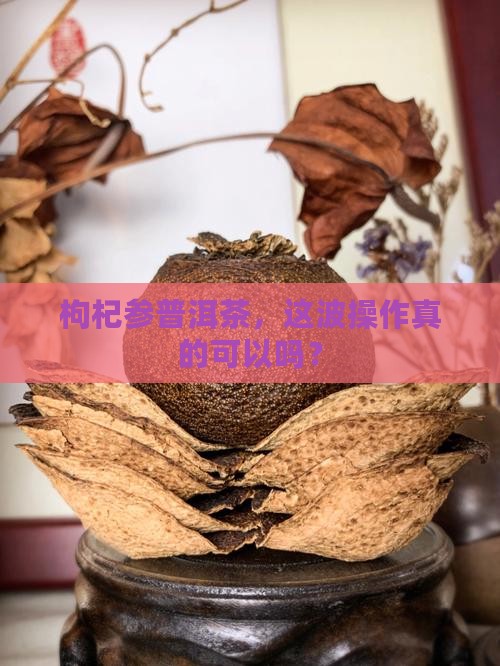 枸杞参普洱茶能喝吗