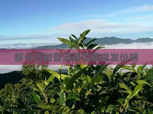 那卡普洱茶生茶价格