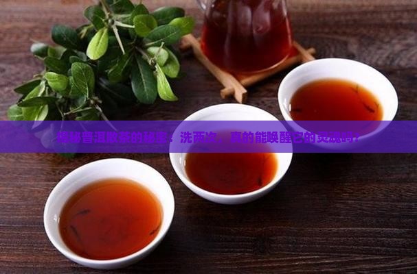 普洱茶散茶要洗茶2次比较好